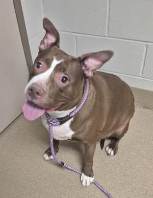 A brown and white dog with a purple leash, standing on a concrete floor.