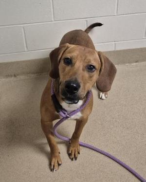 a brown dog with floppy ears wearing a purple collar and leash