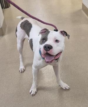 A white and gray dog with a pink leash, standing on a beige floor.