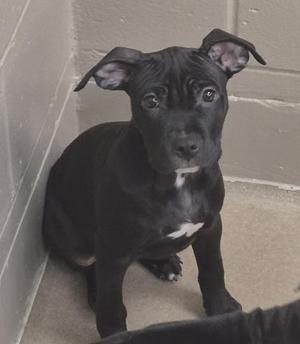 HANA, Pit Bull Terrier, puppy, available for adoption