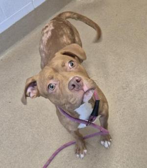 PHINNEAS, Pit Bull Terrier, young, available for adoption
