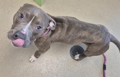 A brown and white pit bull terrier with a pink collar is standing on a beige carpet, looking up with its tongue out. The dog has a black ball with holes on the floor next to it and a pink leash attached to its collar.