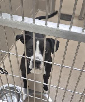 A black and white dog with a white muzzle and chest stands behind the bars of a metal cage, looking directly at the camera. A metal water bowl is visible in the foreground.