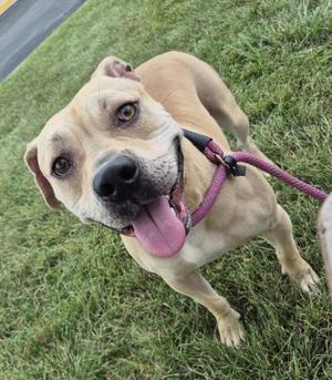 A happy dog with a pink collar and leash, standing on grass and looking up at the camera with its tongue out.