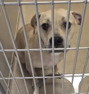 FAWN DUE, Pit Bull Terrier, adult, available for adoption