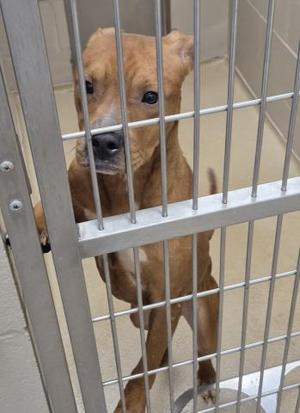 A brown dog standing behind metal bars in a kennel.