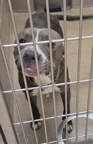 HOMER HICKUM, Pit Bull Terrier, adult, available for adoption