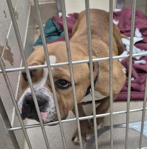 A brown and white dog with a black nose and a blue collar is standing behind a metal cage. The dog has a pink tongue sticking out and is looking directly at the camera. The background includes a red blanket and a green towel.