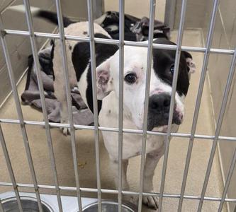PRINCESS LEIA, Pit Bull Terrier, adult, available for adoption