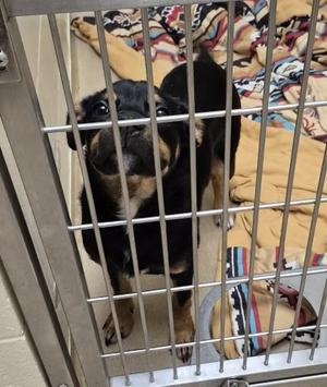 BRANDON, Rottweiler, young, available for adoption