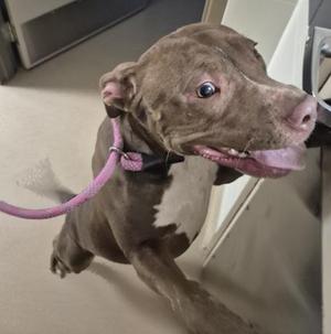SANDY, Pit Bull Terrier / Labrador Retriever, young, available for adoption