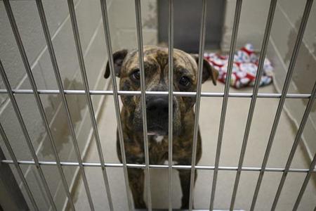 A brindle dog with a white chest is standing behind metal bars in a kennel. The dog has a sad expression and is looking directly at the camera. There is a red and white patterned blanket in the background.