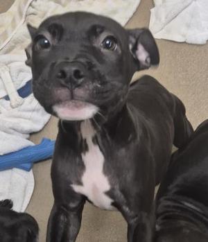 HAWAII, Pit Bull Terrier, puppy, available for adoption