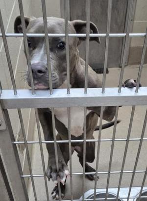HAPPY FEET, Pit Bull Terrier, young, available for adoption