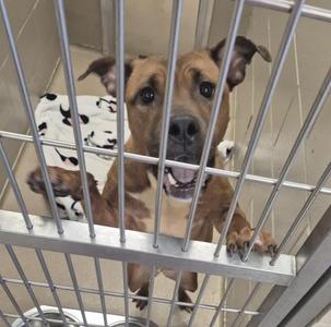 A brown dog with floppy ears is standing behind metal bars in a cage. The dog is looking forward with its mouth open, showing its teeth. There is a white blanket with black spots on the floor of the cage.