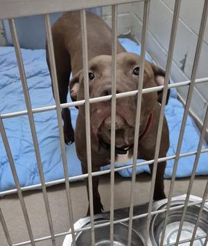 BROWN BETTY, Pit Bull Terrier, adult, available for adoption