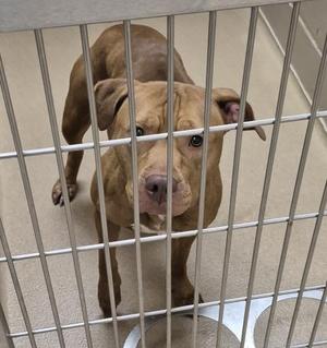 A brown dog standing behind a metal cage, looking directly at the camera.