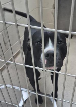 JABBA THE HUT, Pit Bull Terrier, adult, available for adoption