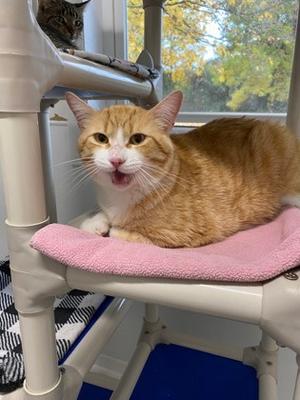 Walter, adult, available for adoption