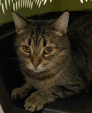 Kayla, adult, available for adoption