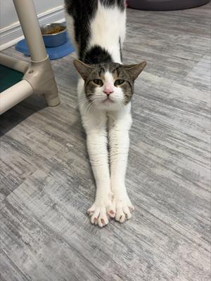 A black and white cat stretching on a wooden floor, with its front paws extended forward and its head tilted slightly upward. The cat has a white chest and paws, with a black and white pattern on its back and head. In the background, there is a pet food bowl and a plastic stand.