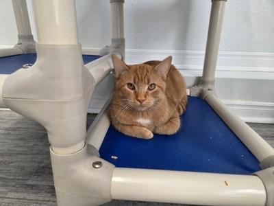 Cheeto, young, available for adoption