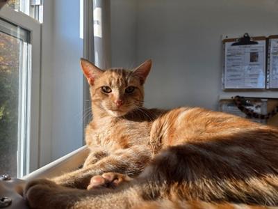 Dorito, young, available for adoption