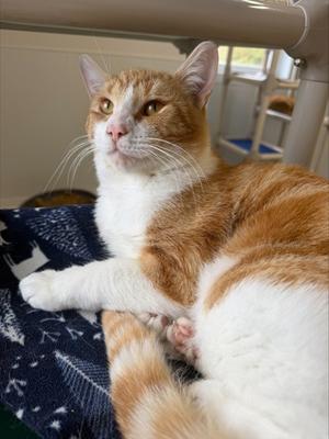 Jack, young, available for adoption
