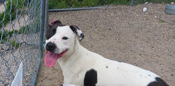 Soda Pop, Mixed Breed, adult, available for adoption
