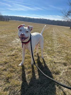 Maverick, Pit Bull Terrier, adult, available for adoption