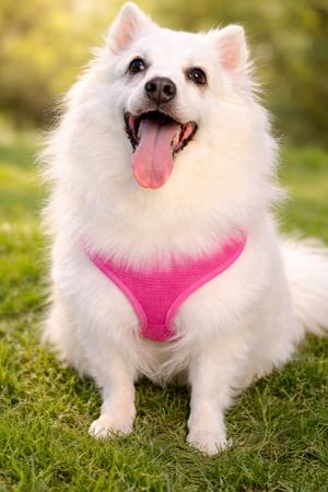 Princess Gloria, American Eskimo Dog, senior, available for adoption