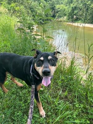 Waylon, German Pinscher / Mixed Breed, senior, available for adoption