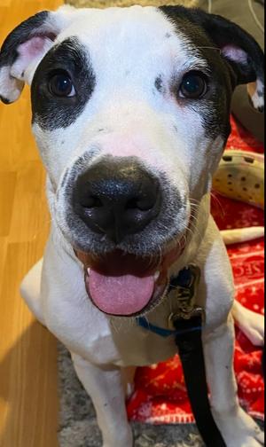 Cola, Mixed Breed, adult, available for adoption