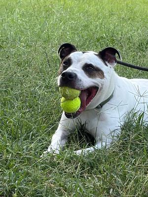 Jake, Terrier (Unknown Type, Medium), adult, available for adoption