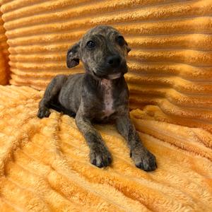Beyonce 54282, Retriever, Labrador, available for adoption
