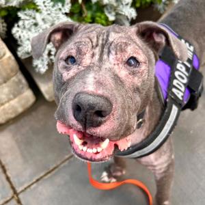 Cynthia, Terrier, American Pit Bull, adult, available for adoption