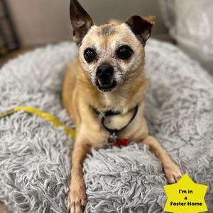 Eddie 54161, Chihuahua, senior, available for adoption