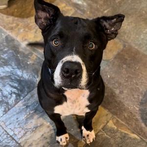 Boomer, Terrier, American Pit Bull, senior, available for adoption