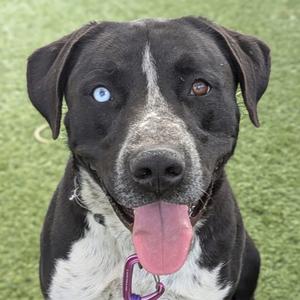 Bento, Terrier, American Pit Bull, adult, available for adoption