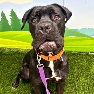 Bui, Mastiff, Cane Corso, adult, available for adoption