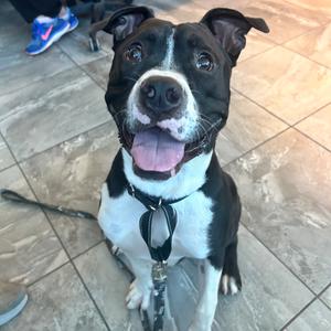Frootloop 54246, Terrier, American Pit Bull, adult, available for adoption