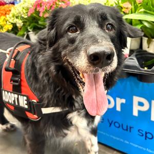 Forest, Collie, Border, senior, available for adoption