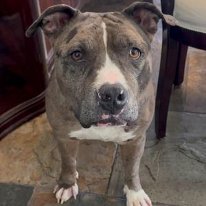 Buddy, Terrier, American Pit Bull, adult, available for adoption