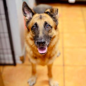 AJ, Shepherd, German, adult, available for adoption