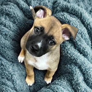 April O'Neil 54286, Terrier, American Pit Bull, available for adoption