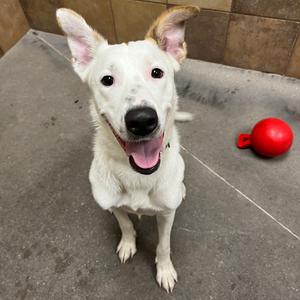 Alaska 52011, Cattle Dog, Australian (Blue Heeler), adult, available for adoption