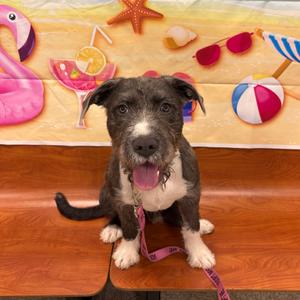Fuji 54034, Terrier, American Pit Bull, young, available for adoption