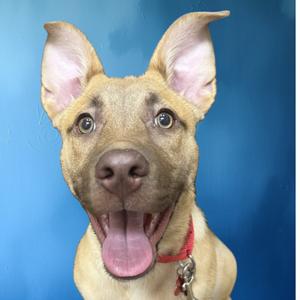 Bit O Honey 53687, Terrier, young, available for adoption