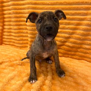 Austin Mahone 54281, Retriever, Labrador, available for adoption