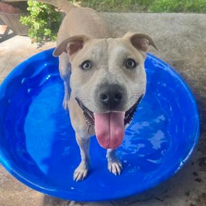 Blue 53184, Retriever, Labrador, adult, available for adoption